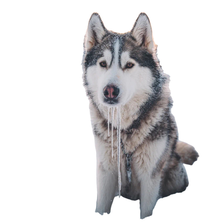 Proud Husky Vinyl Car Decal Sticker – Waterproof & UV-Resistant 3.4133333333333336"