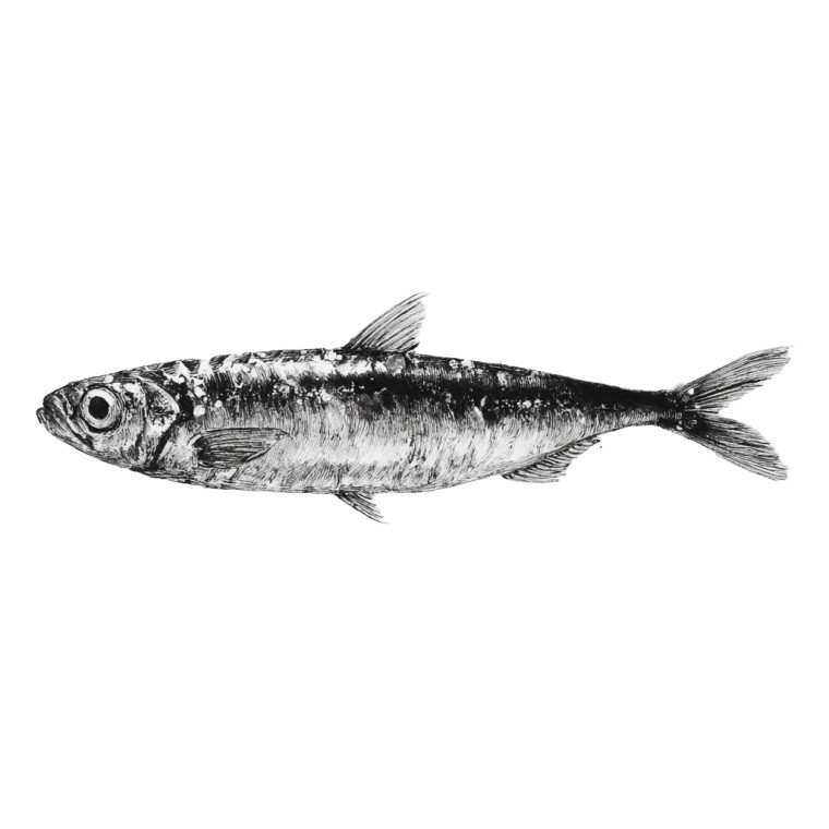 Ink Painted Sardine Vinyl Car Decal Sticker – Waterproof & UV-Resistant 6.826666666666667"