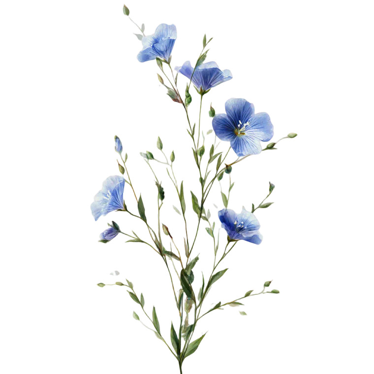 Flax Plant Illustration V2 Vinyl Car Decal Sticker – Waterproof & UV-Resistant 3.4133333333333336"