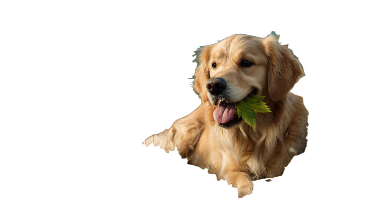 Golden Retriever With Leaf Vinyl Car Decal Sticker – Waterproof & UV-Resistant 5.4