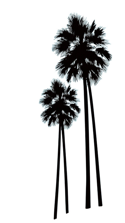 California Palm Trees Vinyl Car Decal Sticker – Waterproof & UV-Resistant 9.706666666666667"
