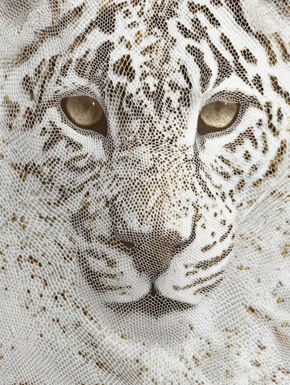 Leopard'S Reflection Vinyl Car Decal Sticker – Waterproof & UV-Resistant 8.213333333333333"