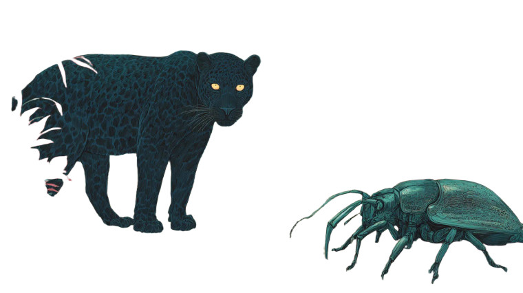 Panther And Beetle Vinyl Car Decal Sticker – Waterproof & UV-Resistant 5.4