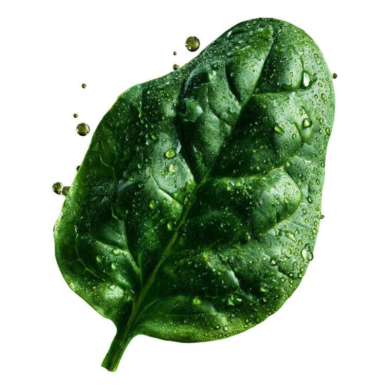 Dewy Spinach Leaf Vinyl Car Decal Sticker – Waterproof & UV-Resistant 3.4133333333333336"