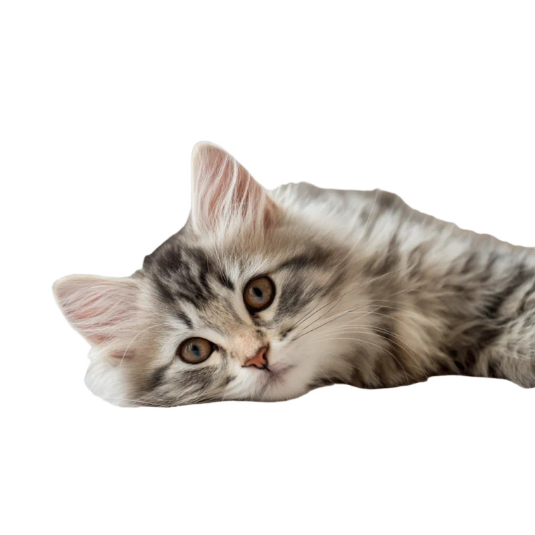 Fluffy Kitten V6 Vinyl Car Decal Sticker – Waterproof & UV-Resistant 3.4133333333333336"
