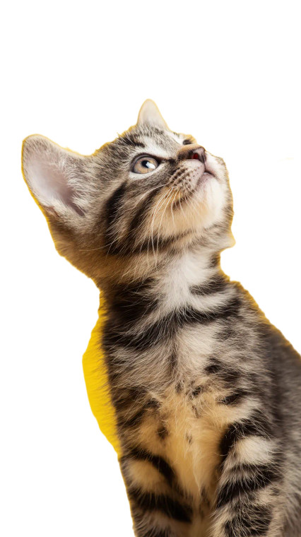 Thinking Kitten Vinyl Car Decal Sticker – Waterproof & UV-Resistant 4.8533333333333335"