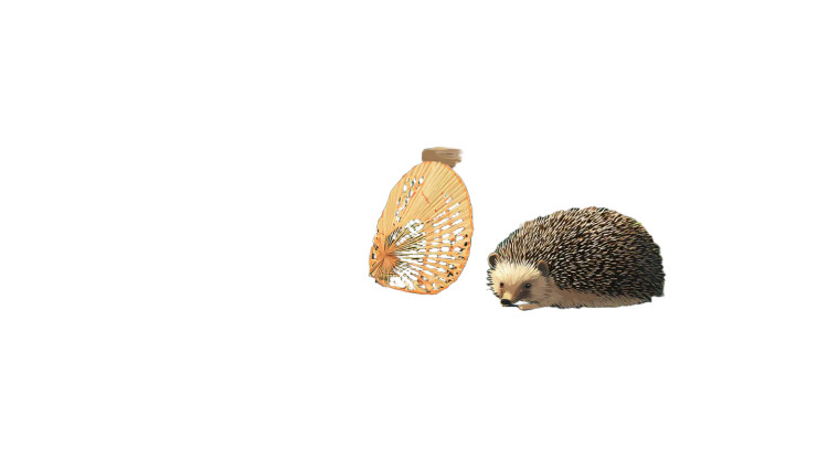 Dozing Hedgehog Vinyl Car Decal Sticker – Waterproof & UV-Resistant 2.72"