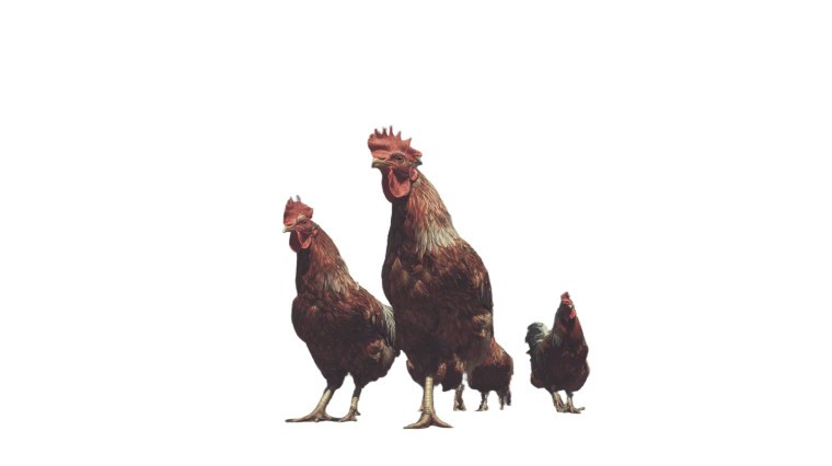 Giant Downtown Chickens Vinyl Car Decal Sticker – Waterproof & UV-Resistant 5.4