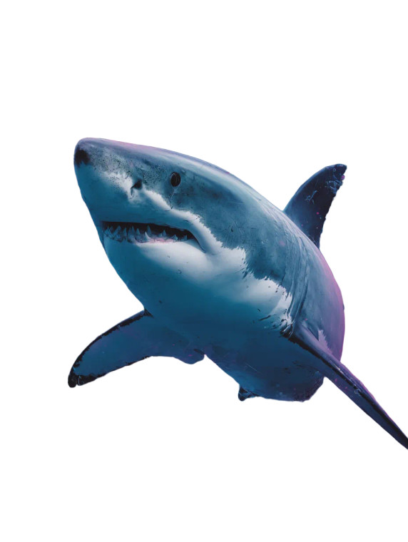 Graffiti Shark Poster Vinyl Car Decal Sticker – Waterproof & UV-Resistant 8.213333333333333"