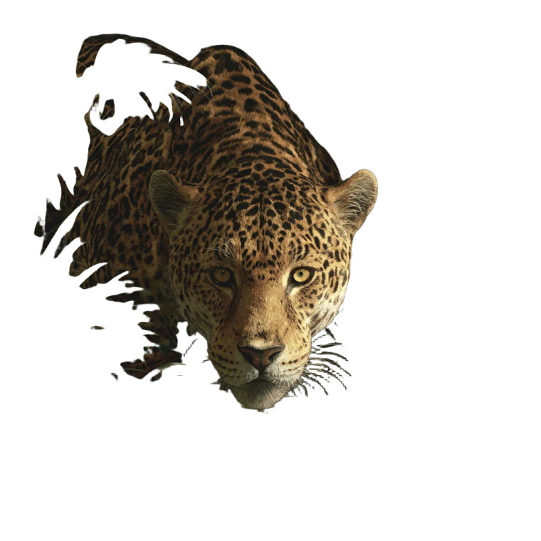 Leopard And Jaguar V2 Vinyl Car Decal Sticker – Waterproof & UV-Resistant 3.4133333333333336"
