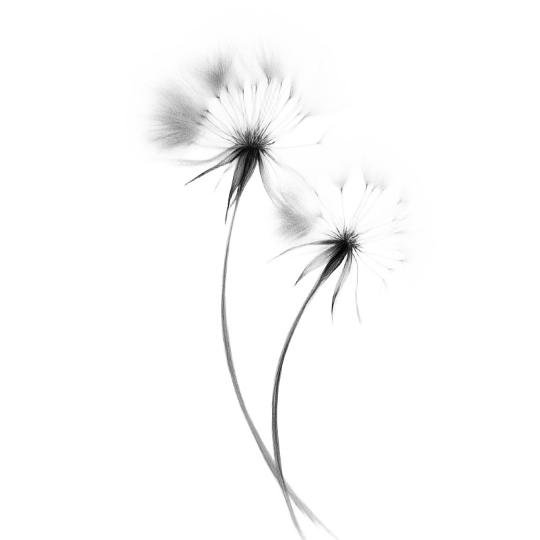 Dandelion Sketch Vinyl Car Decal Sticker – Waterproof & UV-Resistant 3.4133333333333336"