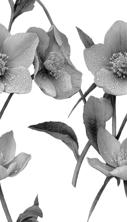 White Hellebores Dew Vinyl Car Decal Sticker – Waterproof & UV-Resistant 4.8533333333333335"