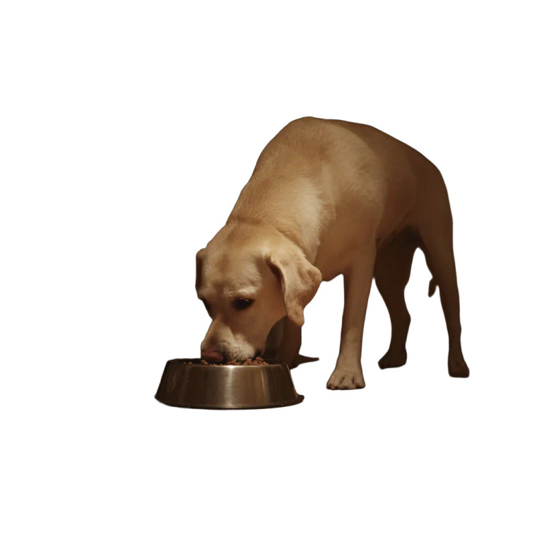 Labrador Eating V3 Vinyl Car Decal Sticker – Waterproof & UV-Resistant 6.826666666666667"
