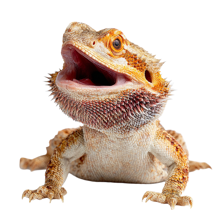 Angry Bearded Dragon Vinyl Car Decal Sticker – Waterproof & UV-Resistant 3.4133333333333336"