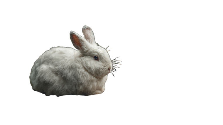 Fluffy Forest Rabbit Vinyl Car Decal Sticker – Waterproof & UV-Resistant 2.72"