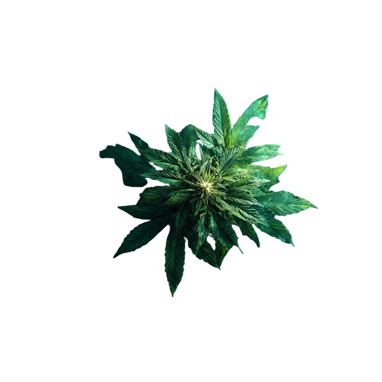 Cannabis Smoke Scene Vinyl Car Decal Sticker – Waterproof & UV-Resistant 3.4133333333333336"