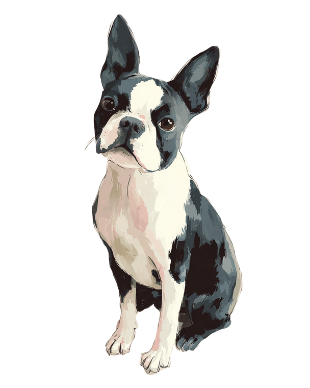 Cute Boston Terrier Vinyl Car Decal Sticker – Waterproof & UV-Resistant 8.0"