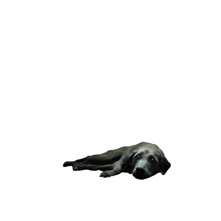 Sad Old Dog Vinyl Car Decal Sticker – Waterproof & UV-Resistant 6.826666666666667"