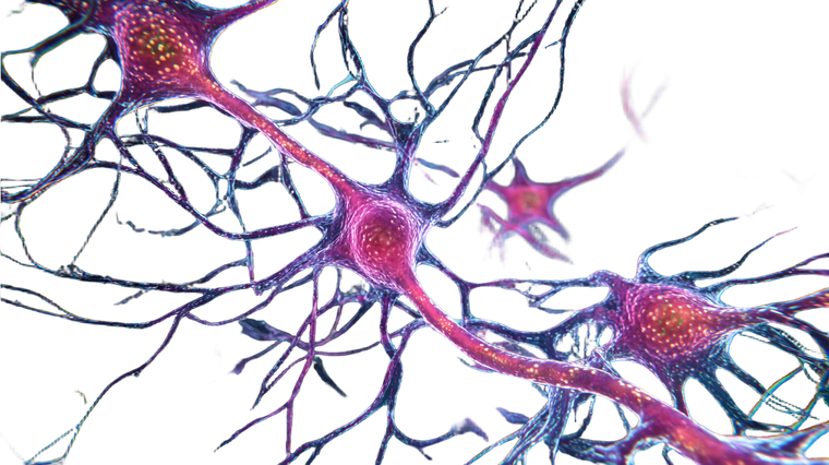 Neonatal Nerve Cells Vinyl Car Decal Sticker – Waterproof & UV-Resistant 2.72"