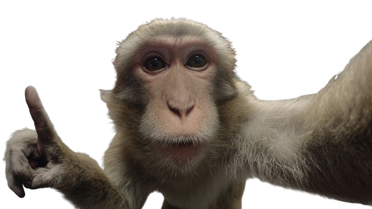 Kobe And Macaque Vinyl Car Decal Sticker – Waterproof & UV-Resistant 2.72"
