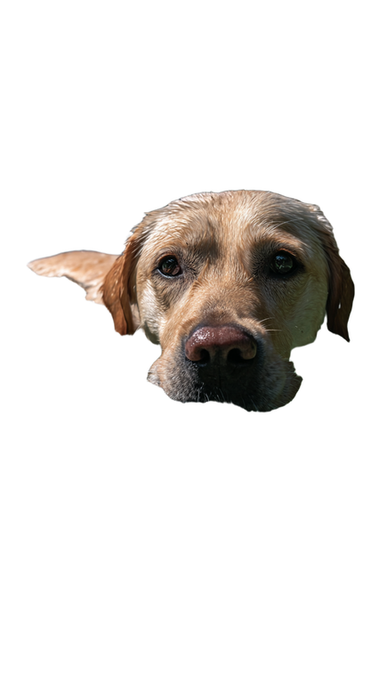 Swimming Labrador V3 Vinyl Car Decal Sticker – Waterproof & UV-Resistant 9.706666666666667"