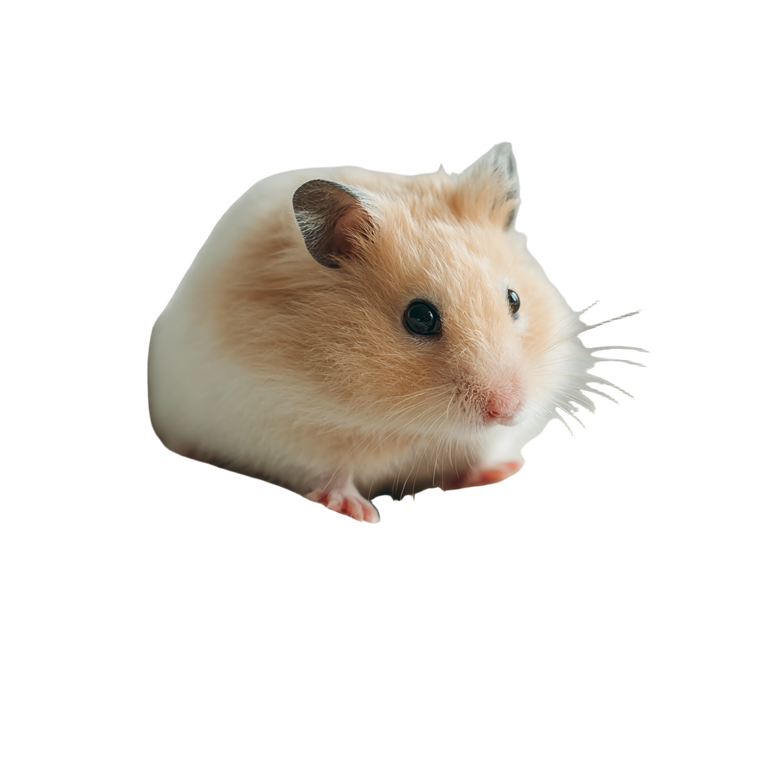 Reading Hamster Vinyl Car Decal Sticker – Waterproof & UV-Resistant 3.4133333333333336"