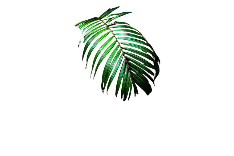 Jungle Palm Leaves Vinyl Car Decal Sticker – Waterproof & UV-Resistant 5.97333333333333