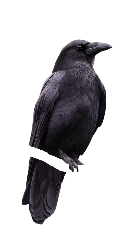 Moonlit Crow Vinyl Car Decal Sticker – Waterproof & UV-Resistant 4.8533333333333335"