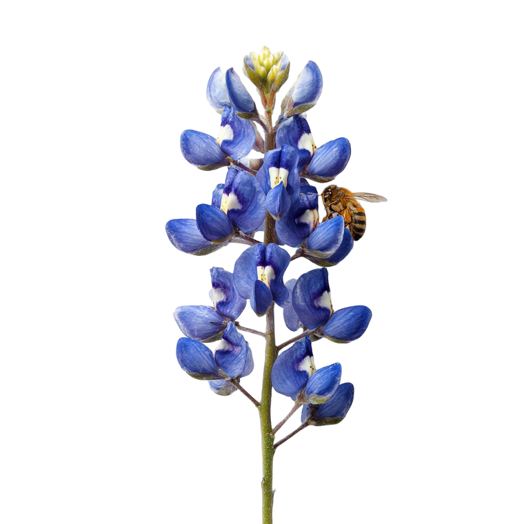 Bluebonnet Bee Pollination Vinyl Car Decal Sticker – Waterproof & UV-Resistant 3.4133333333333336"