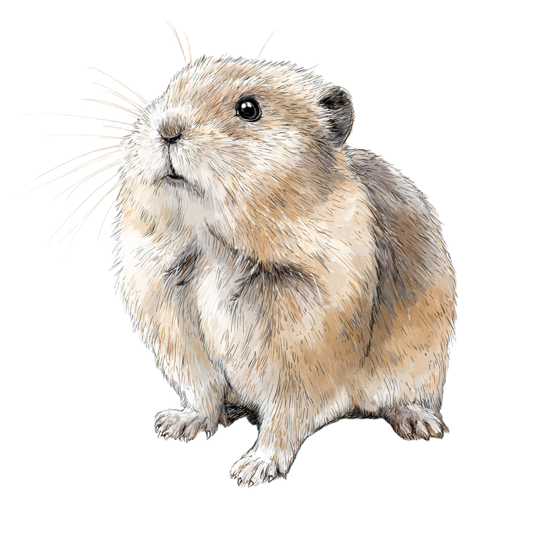 Lemming Infographic Vinyl Car Decal Sticker – Waterproof & UV-Resistant 3.4133333333333336"