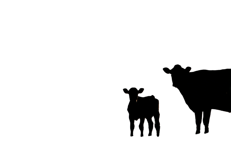 Cows At Dawn Vinyl Car Decal Sticker – Waterproof & UV-Resistant 2.986666666666667"