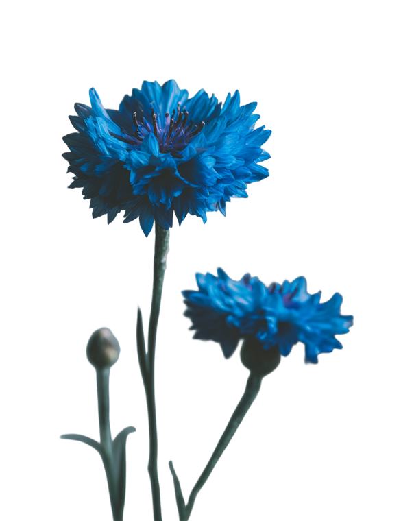 Blue Cornflowers Macro Vinyl Car Decal Sticker – Waterproof & UV-Resistant 4.16"