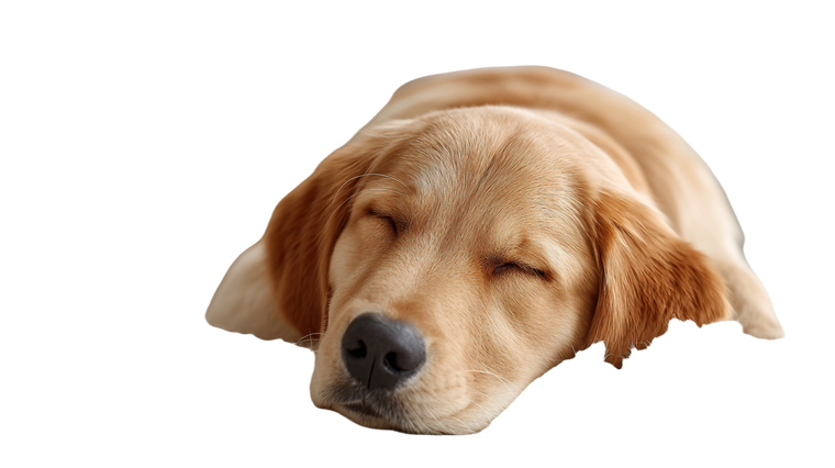 Sleeping Golden Retriever V17 Vinyl Car Decal Sticker – Waterproof & UV-Resistant 5.4