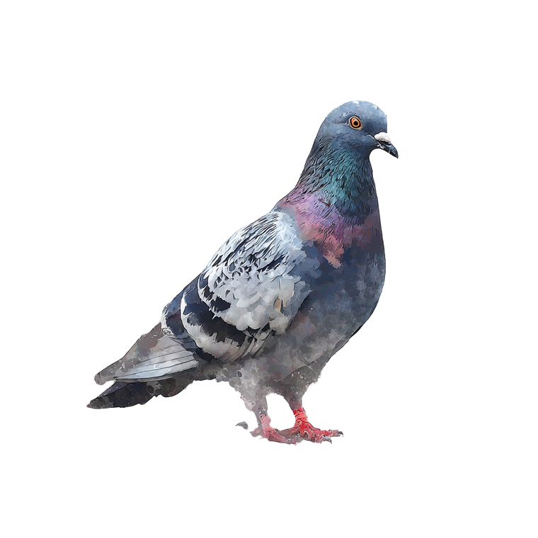 Watercolor Pigeon V2 Vinyl Car Decal Sticker – Waterproof & UV-Resistant 3.4133333333333336"