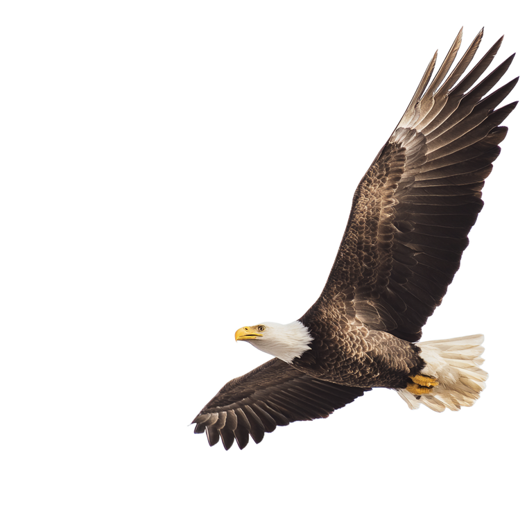Soaring Eagle V11 Vinyl Car Decal Sticker – Waterproof & UV-Resistant 6.826666666666667"