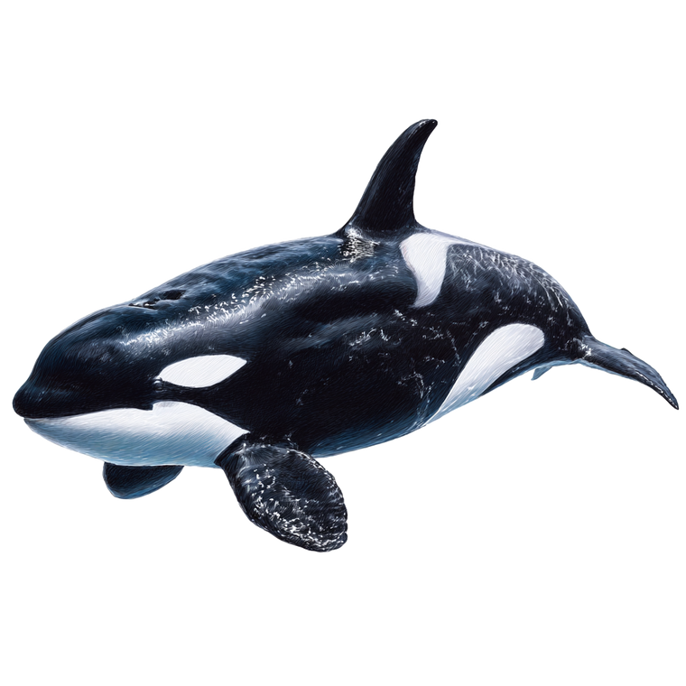Orca Drawing Vinyl Car Decal Sticker – Waterproof & UV-Resistant 6.826666666666667"