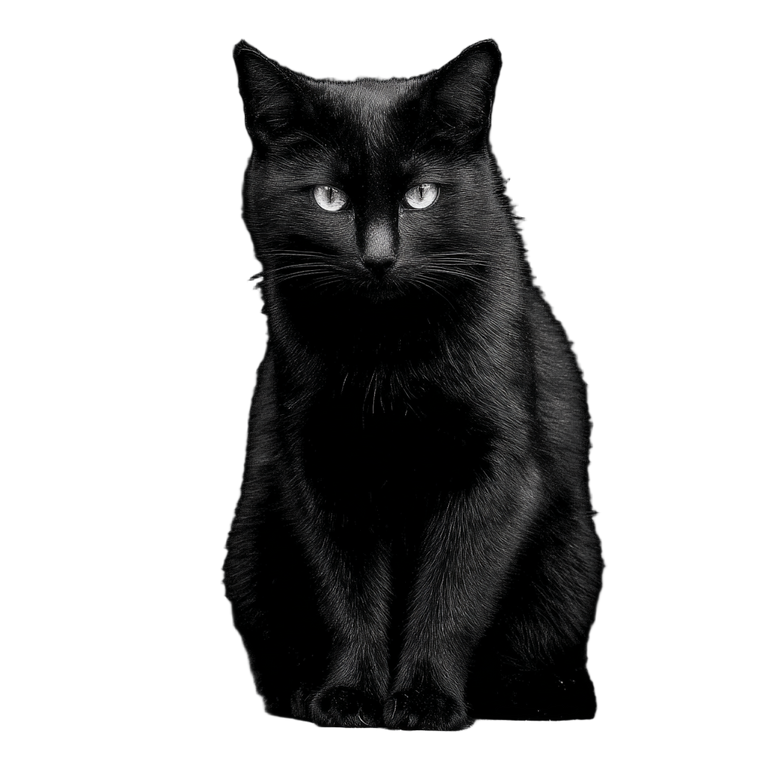 Black Cat V54 Vinyl Car Decal Sticker – Waterproof & UV-Resistant 3.4133333333333336"