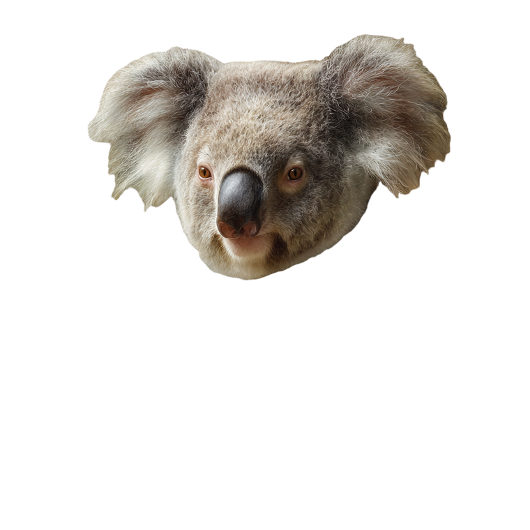 Classy Koala Gentleman Vinyl Car Decal Sticker – Waterproof & UV-Resistant 3.4133333333333336"