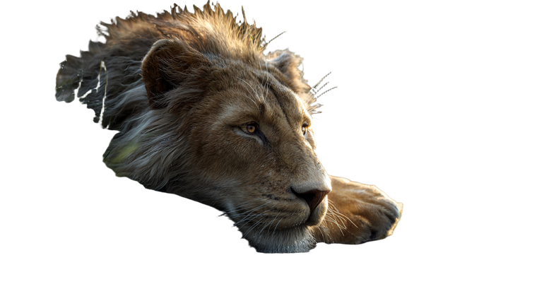 Majestic Lion Resting V6 Vinyl Car Decal Sticker – Waterproof & UV-Resistant 5.4