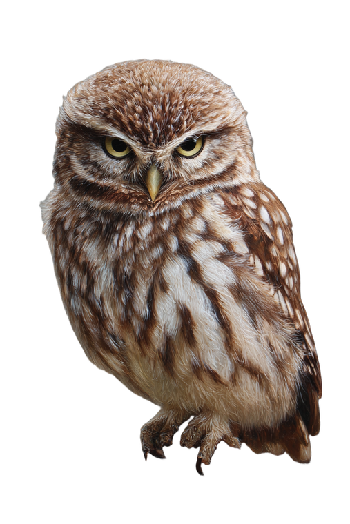 Little Owl V2 Vinyl Car Decal Sticker – Waterproof & UV-Resistant 8.96"