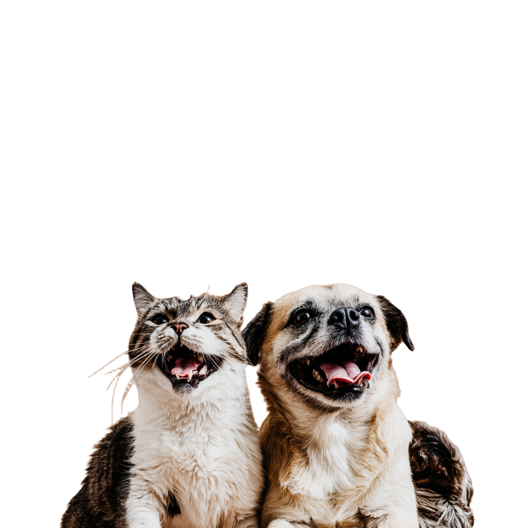 Happy Pets Vinyl Car Decal Sticker – Waterproof & UV-Resistant 6.826666666666667"