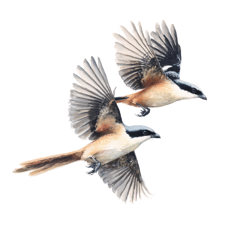 Long-Tailed Shrike Painting Vinyl Car Decal Sticker – Waterproof & UV-Resistant 3.4133333333333336"