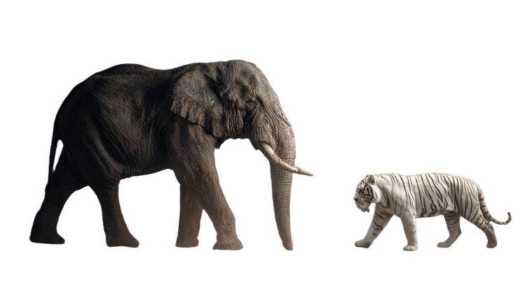 Elephant And Tiger Vinyl Car Decal Sticker – Waterproof & UV-Resistant 2.72"