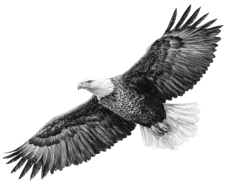 Eagle In Flight V9 Vinyl Car Decal Sticker – Waterproof & UV-Resistant 3.4133333333333336"