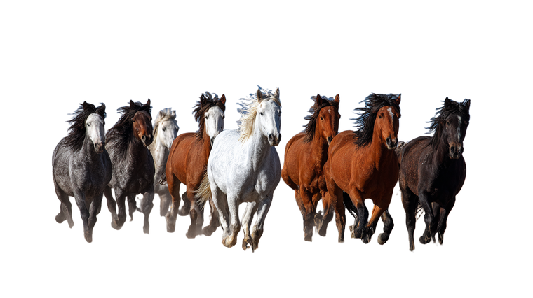 Galloping Horses V7 Vinyl Car Decal Sticker – Waterproof & UV-Resistant 5.4