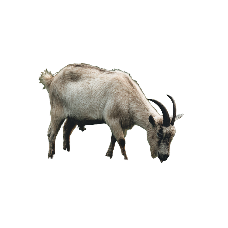 Grazing Goat V2 Vinyl Car Decal Sticker – Waterproof & UV-Resistant 6.826666666666667"