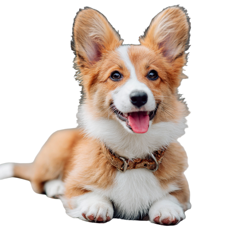 Cute Corgi Dog V3 Vinyl Car Decal Sticker – Waterproof & UV-Resistant 3.4133333333333336"
