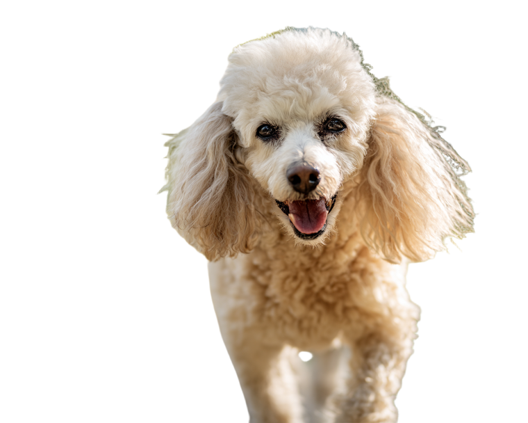 Happy Senior Poodle Vinyl Car Decal Sticker – Waterproof & UV-Resistant 3.2"