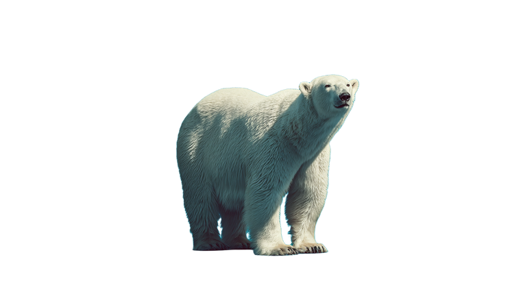 Polar Bear Glance V2 Vinyl Car Decal Sticker – Waterproof & UV-Resistant 5.4