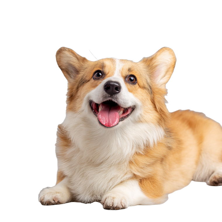 Happy Corgi V3 Vinyl Car Decal Sticker – Waterproof & UV-Resistant 3.4133333333333336"